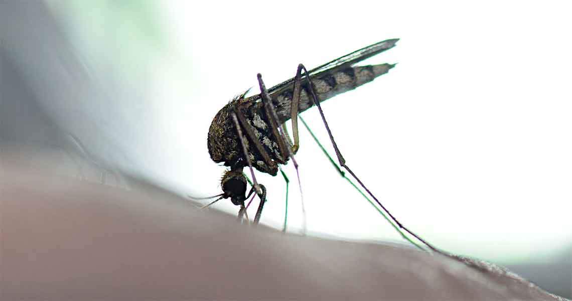science-mosquito-abatement.jpg