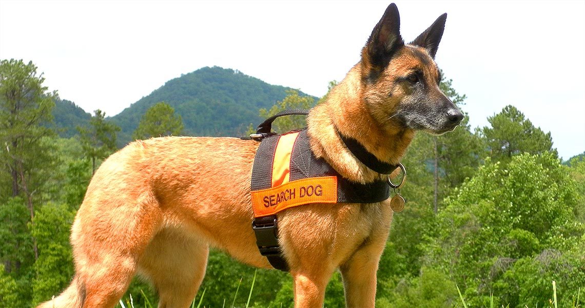 how-does-environment-influence-k9-search-rescue_667ea358-52ef-4504-88f3-94d7429dbe71.jpg